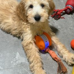Goldendoodle Puppies from 24 Karat Doodles