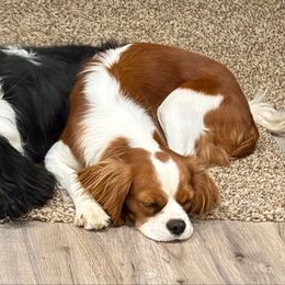 Angel - Cavalier King Charles Spaniel