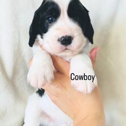 Cowboy - Black and white male English Springer Spaniel puppy in Casa Grande, Arizona from The Spaniel Garden