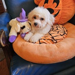Ginger - White and buff female Bichon Frise puppy in Chatham, Illinois from Bichon Frise Partnership