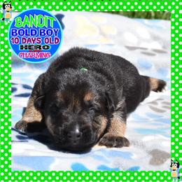BANDIT - Black and tan male German Shepherd puppy in Murrieta, California from Diamond Oaks German Shepherds