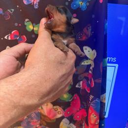 Sammy - Black and gold male Yorkshire Terrier puppy in Phoenix, Arizona from Coursey’s Yorkies