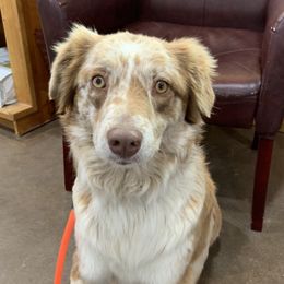 Tulip - Australian Shepherd