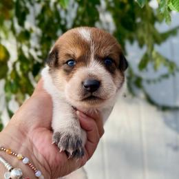 Rita - Red speckled female Australian Cattle Dog puppy in Sahuarita, Arizona from A2 Australian Cattle Dogs