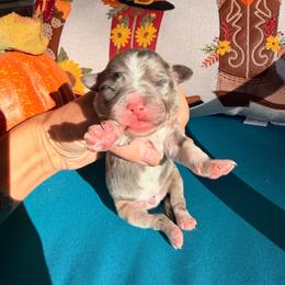 Puppy 2 - Blue merle male Miniature Australian Shepherd puppy in Colorado Springs, Colorado from Fuzy Butts Mini & Toy Aussies