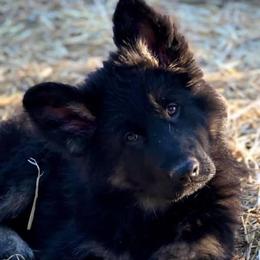 German Shepherd Puppies from Tabor Springs GSD