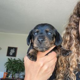 Dachshund Puppies from King Funny Farm