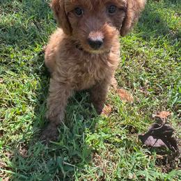 AKC JOANNA (yellow collar) - Red  female Poodle puppy in Dallas, Georgia from West Cobb Dogs
