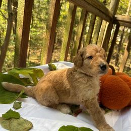 Xaden - Cream male Labradoodle puppy in Watertown, Tennessee from PawfectBud