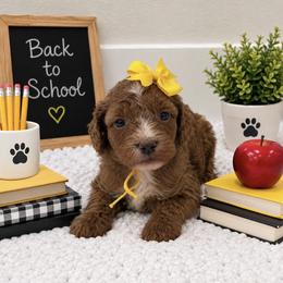 Yellow girl - Red female Cavapoo puppy in Waskom, Texas from Pearls & Curls doodles & poodles