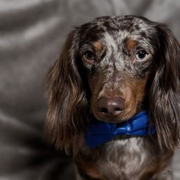 Dachshunds from C & E dachshunds