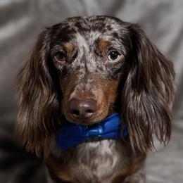 Dachshunds from C & E dachshunds
