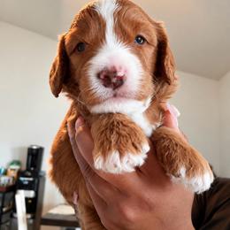 Autumn - Red female Bernedoodle puppy in Glendale, Arizona from CocoLove Doodles