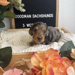 Dapple Girl - 3,000 - Dapple female Dachshund puppy in Fredericksburg, Texas from Goodman Dachshunds