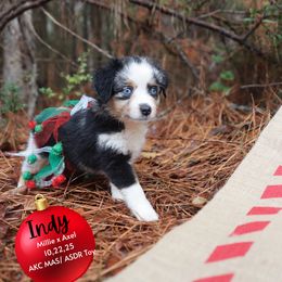Indy- Blue Merle Female - Blue merle female Toy Australian Shepherd puppy in Nacogdoches, Texas from TK Standard, Mini, & Toy Aussies