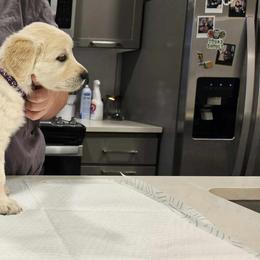 Golden Retriever Puppies from Danielle Kemper