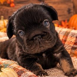 Boy 4 - Black and tan male French Bulldog puppy in Norwalk, Ohio from The Frenchie Ravine Connection LLC