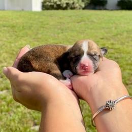 Waffle - Red and white male American Corgi puppy in Florida from Sunrise Corgis