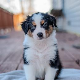 Australian Shepherd Puppies from FireHart Aussies