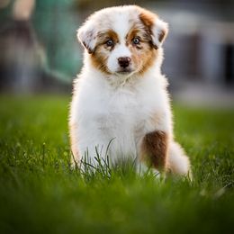 Australian Shepherd Puppies from Stone Ridge Australian Shepherds