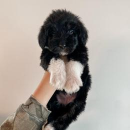Nova - Black and white female Sheepadoodle puppy in Wabash, Indiana from DOODCompany
