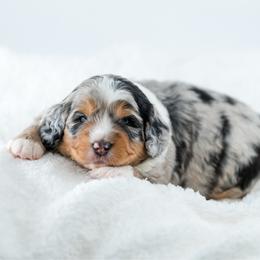 Sheldon - Blue merle male Aussiedoodle puppy in Cortez, Colorado from Sassy Pants Pups