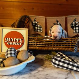 Male picking spot 2 (out of 3 males) - White and black male Dalmatian puppy in Hawkins, Texas from Snow Dalmatians
