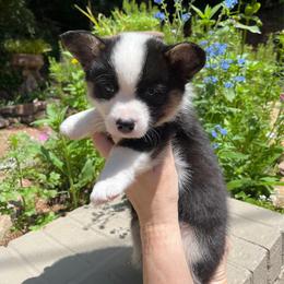 Buddha - Black and tan male Pembroke Welsh Corgi puppy in Birmingham, Alabama from Dalton Family Corgis