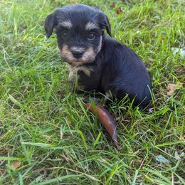 Havanese Puppies from Charlotte Landry