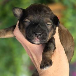 Bentley - Brindle male Shihpoo puppy in Vernon, Texas from Sugarland's Texas Goldendoodles