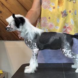 Chinese Crested Puppies from Windsong