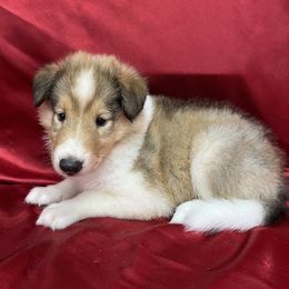 Honey - Sable female Collie puppy in Groveland, Florida from Palmhaven Collies
