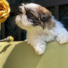 Girl 2 - Tricolor female Shih Tzu puppy in Troy, Michigan from "Shihtzu Best Friend"