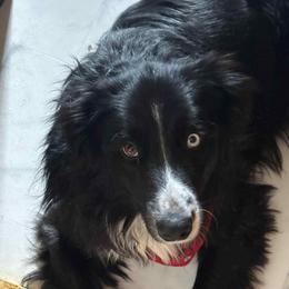 Helios - Australian Shepherd