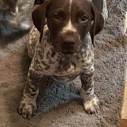 German Shorthaired Pointer Puppies from Chrishelle Farm