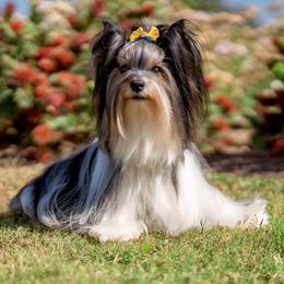 Luna - Biewer Terrier