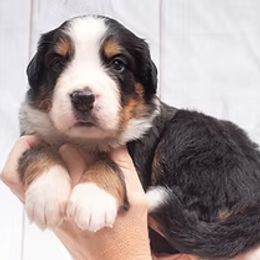 Green Collar- 3800 - Black rust and white male Bernese Mountain Dog puppy in Collinsville, Texas from Berner Dynasty
