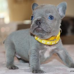 Yeti - Blue female French Bulldog puppy in Winnsboro, Texas from JP Ranch Bulldogs