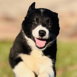 Girl 2 - Border Collie puppy from MOR. Caliber Border Collies
