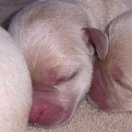 Purple - Yellow female Labrador Retriever puppy in Siloam Springs, Arkansas from Karemy Kennels (Karemy Labradors)