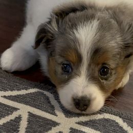 Miniature Australian Shepherd Puppies from SR Toy & Mini Aussies