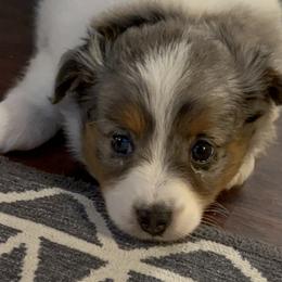 Miniature Australian Shepherd Puppies from SR Toy & Mini Aussies