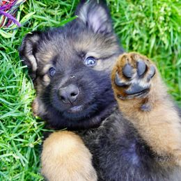 German Shepherd Puppies from Dacherri Dogs