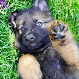 German Shepherd Puppies from Dacherri Dogs