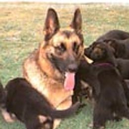 Hannah - German Shepherd