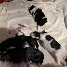 Girl 1 - Blue and white female Shih Tzu puppy in Greenfield Center, New York from Shihtzus by Shattuck