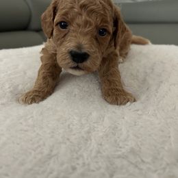 Yellow collar - Cream male Goldendoodle puppy in New Britain, Connecticut from Goldendoodles Yorkiepoo Stars CT