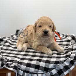 Boy 1 - Cream male Goldendoodle puppy in Maryville, Missouri from Rolling Acres Doodles and Poodles