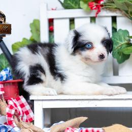 Duke - Blue merle male Miniature American Shepherd puppy in Granbury, Texas from Best Little Aussies