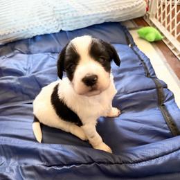 Matcha - White and black female Xoloitzcuintli puppy in Manitowoc, Wisconsin from Wonderland Kennel